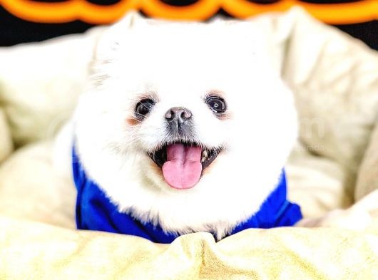 Pomeranian Boo görsel