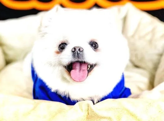 Pomeranian Boo