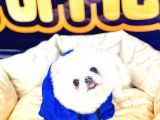 Pomeranian Boo