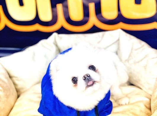 Pomeranian Boo görsel