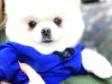 Pomeranian Boo