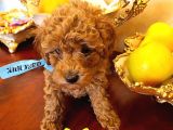 Toy Poodle