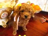 Toy Poodle