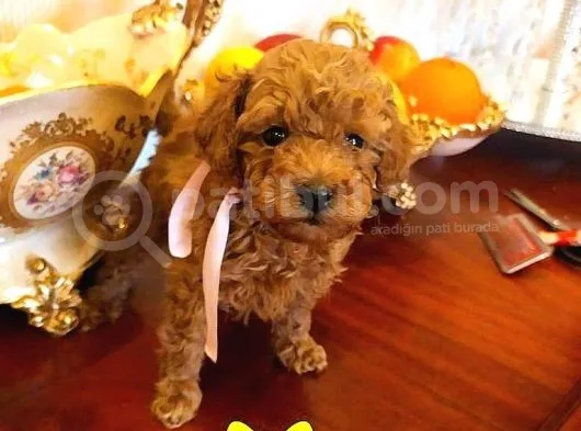 Toy Poodle