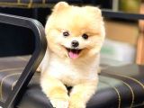 Pomerani̇an Boo