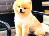 Pomerani̇an Boo