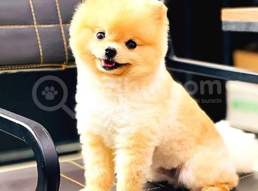 Pomerani̇an Boo görsel