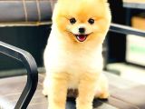 Pomerani̇an Boo