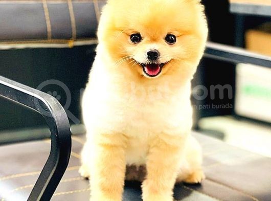 Pomerani̇an Boo görsel