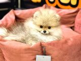 Pomeranian Boo