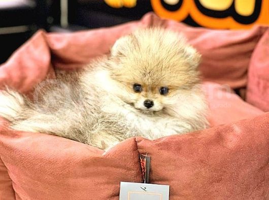 Pomeranian Boo görsel