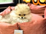 Pomeranian Boo