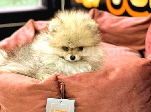 Pomeranian Boo görsel