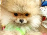 Pomeranian Boo