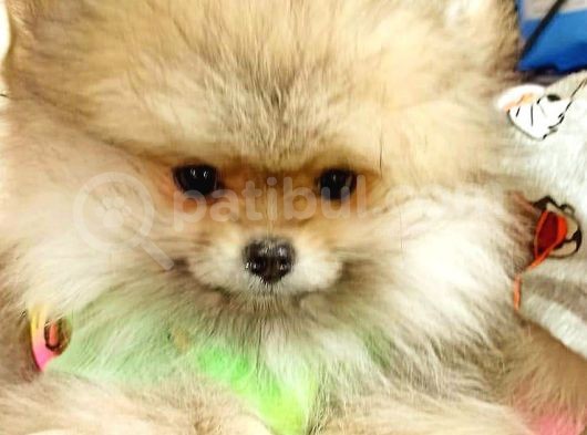 Pomeranian Boo görsel