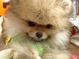 Pomeranian Boo