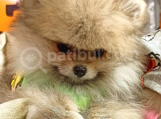 Pomeranian Boo görsel