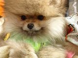 Pomeranian Boo