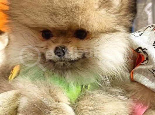 Pomeranian Boo görsel