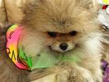 Pomeranian Boo
