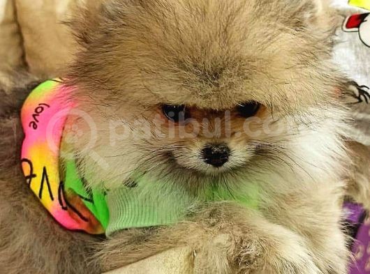 Pomeranian Boo görsel