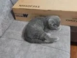 Tamamen Safkan Sıfır Kulak Küçük Oğlumuz
