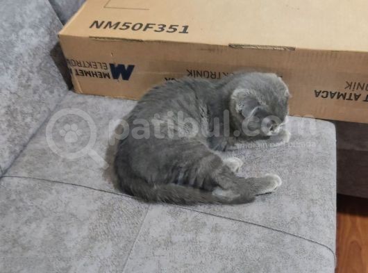 Tamamen Safkan Sıfır Kulak Küçük Oğlumuz görsel