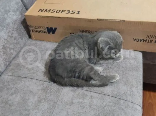 Tamamen Safkan Sıfır Kulak Küçük Oğlumuz