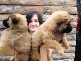Chow Chow Yavrular (Bursa Köpek Okulu)
