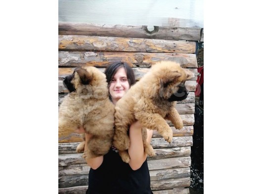 Chow Chow Yavrular (Bursa Köpek Okulu) görsel