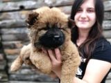 Chow Chow Yavrular (Bursa Köpek Okulu)