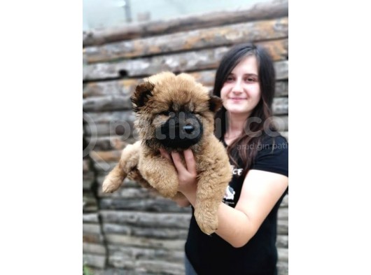 Chow Chow Yavrular (Bursa Köpek Okulu) görsel