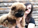 Chow Chow Yavrular (Bursa Köpek Okulu)
