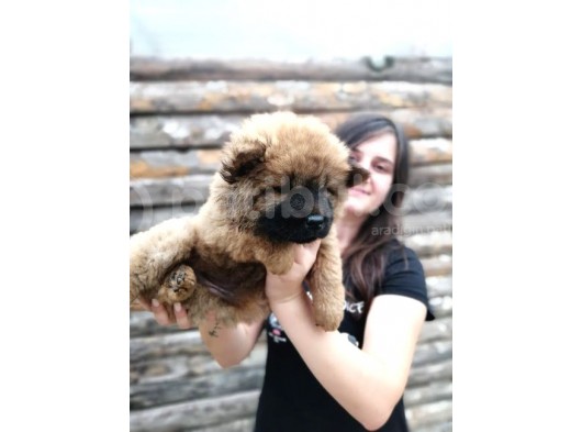 Chow Chow Yavrular (Bursa Köpek Okulu) görsel