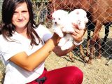 Pomeranian Spitz Yavrular (Bursa Köpek Okulu)