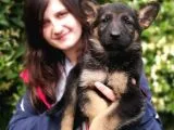 Secereli Alman Kurdu Yavru Bursa Köpek Okulu