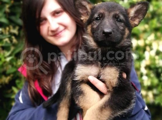 Secereli Alman Kurdu Yavru Bursa Köpek Okulu görsel
