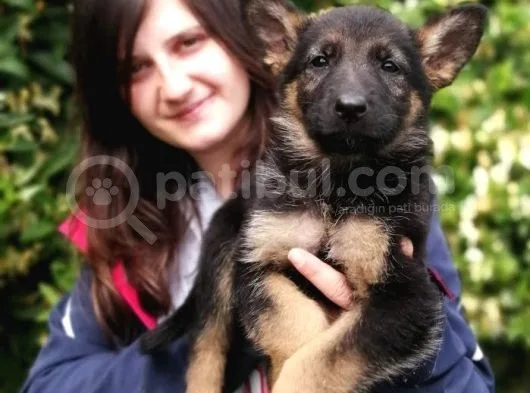 Secereli Alman Kurdu Yavru Bursa Köpek Okulu