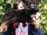 Secereli Alman Kurdu Yavru Bursa Köpek Okulu