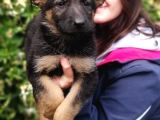Secereli Alman Kurdu Yavru Bursa Köpek Okulu