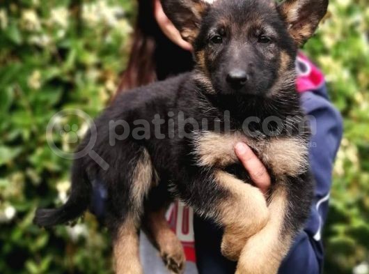 Secereli Alman Kurdu Yavru Bursa Köpek Okulu görsel
