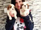 Cavalier King Charles Yavru (Bursa Köpek Okulu)