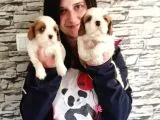 Cavalier King Charles Yavru (Bursa Köpek Okulu)