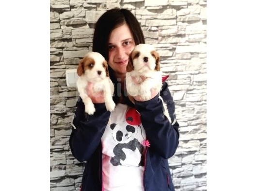 Cavalier King Charles Yavru (Bursa Köpek Okulu) görsel