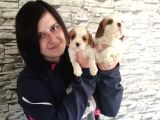 Cavalier King Charles Yavru (Bursa Köpek Okulu)