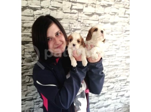 Cavalier King Charles Yavru (Bursa Köpek Okulu) görsel
