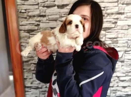 Cavalier King Charles Yavru (Bursa Köpek Okulu) görsel