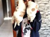 Cavalier King Charles Yavru (Bursa Köpek Okulu)