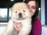 Chow Chow Yavrular (Bursa Köpek Okulu)