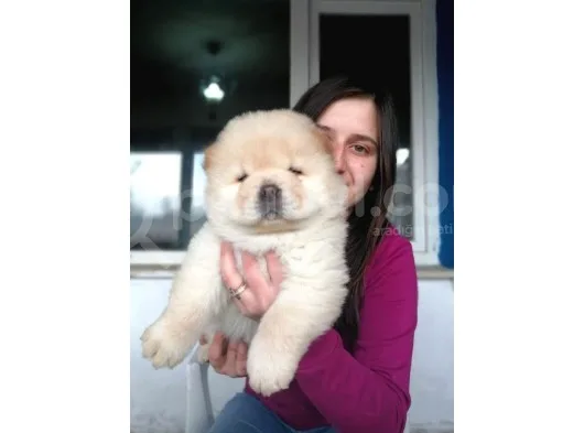 Chow Chow Yavrular (Bursa Köpek Okulu)